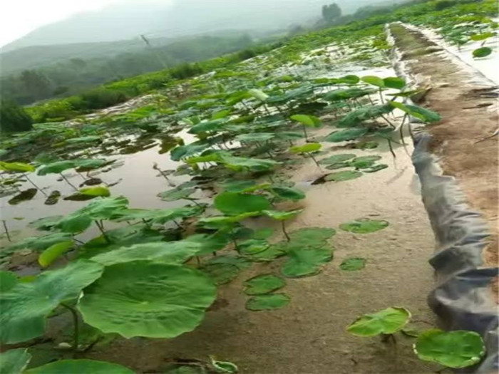 江西HDPE防渗膜在养殖行业中发挥的作用？