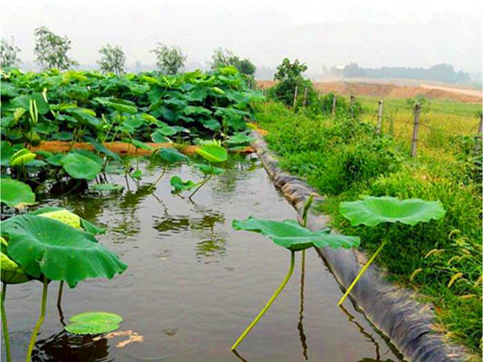 西藏水产养殖防渗膜一平方多少钱？