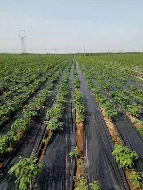 西藏编织土工布使用寿命多久？